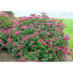 Tavoľník japonský (Spiraea japonica) ´ANTHONY WATERER´ - výška 40-60 cm, kont. C3L